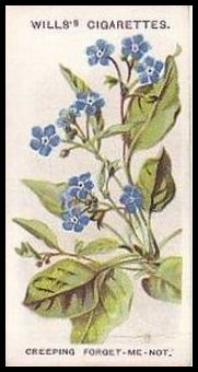 26 Creeping Forget-Me-Not